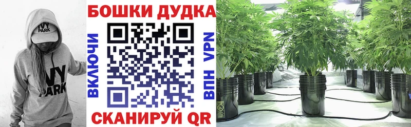 купить наркоту  Шенкурск  Марихуана LSD WEED 
